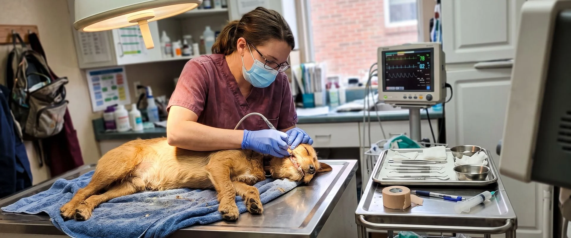 Veterinary Dentistry
