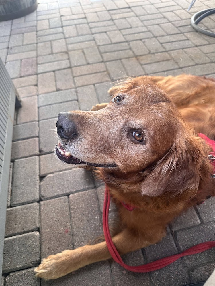 The Mobile Pawlyclinic